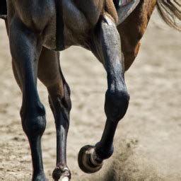 Promoting Digestive Health in Horses with Maremfagic